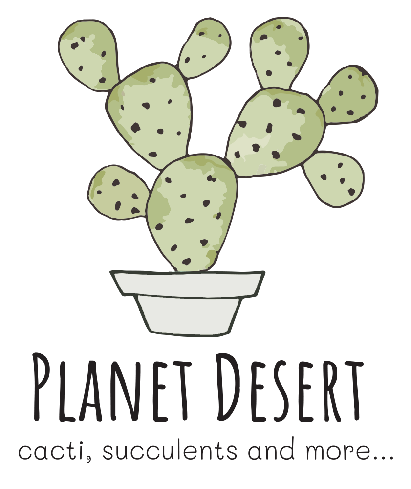 Planet Desert Cactus and Succulent Plants For Sale